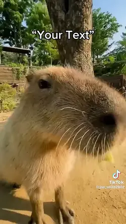 CAPYBARA 🤩