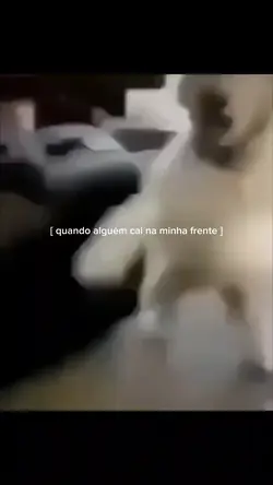 cachorro doido 
