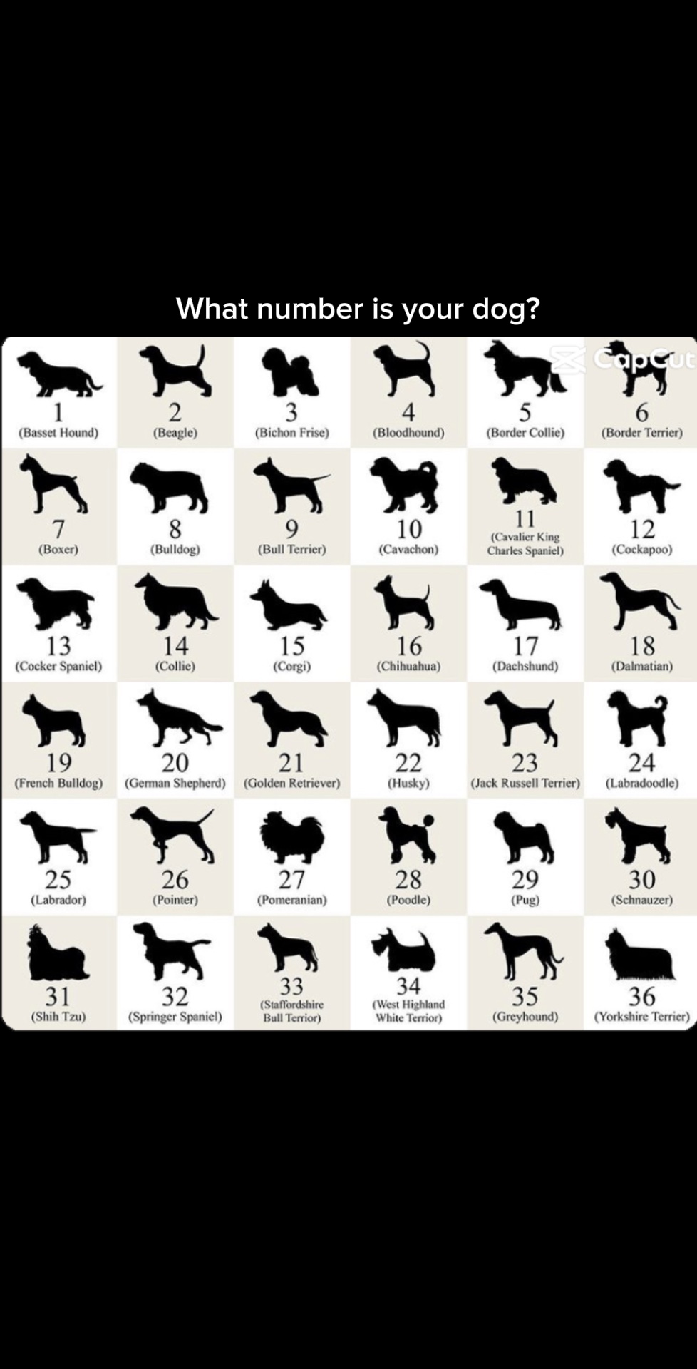 Nummer ist dein Hund?