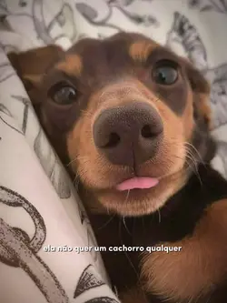 um cachorro qualquer