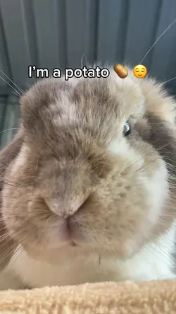 IM A POTATO