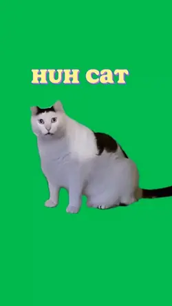 Huh cat