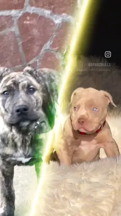 #pitbull #canecorso 