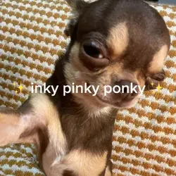 β¨ inky pinky ponky π«