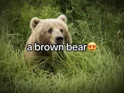 Pookie bear 