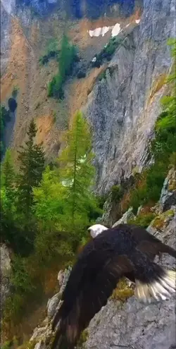 Isaías 40:29,30 e 31