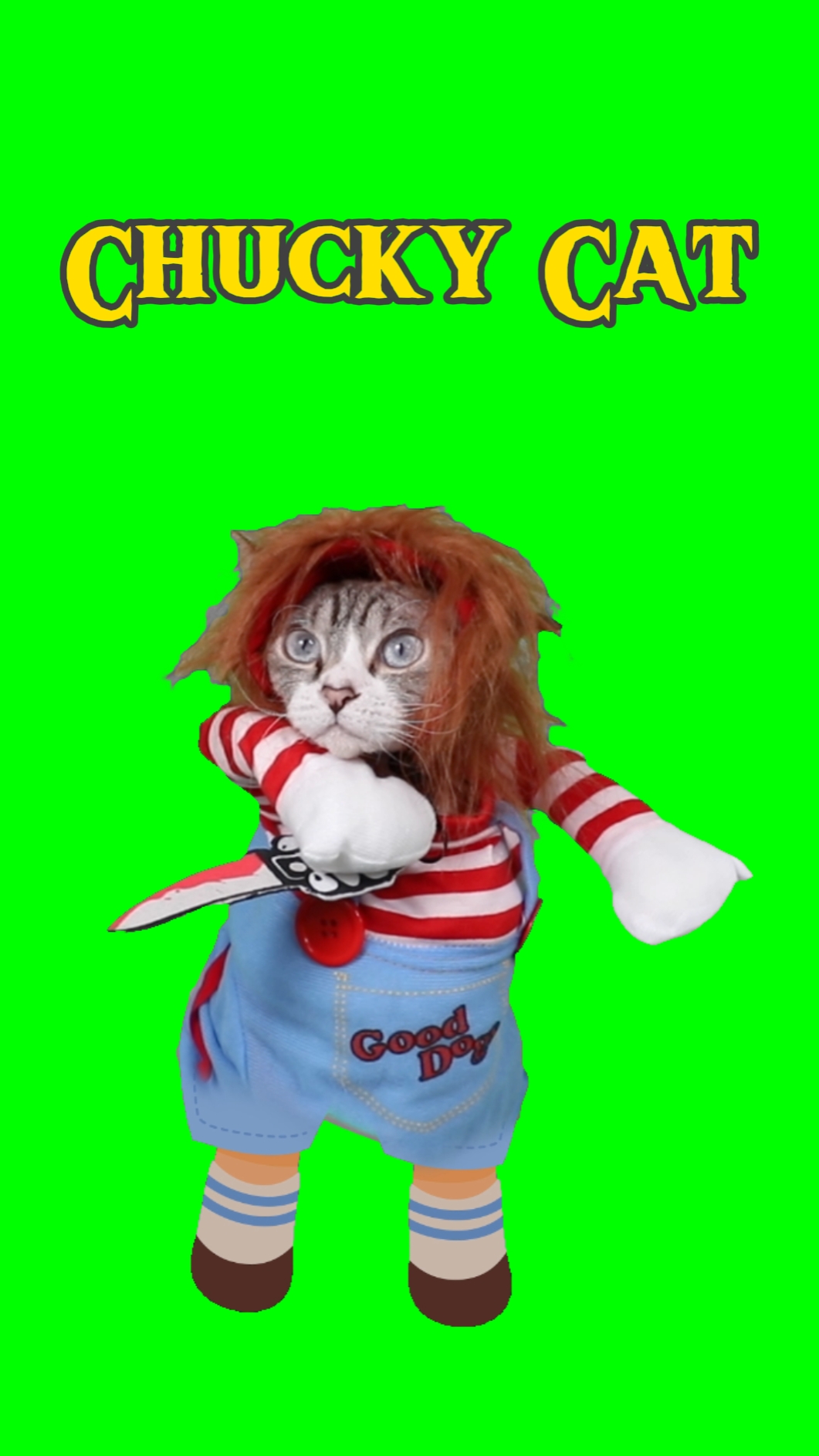 Kucing Chucky