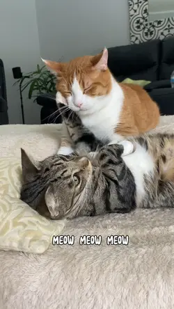 Cat Christmas