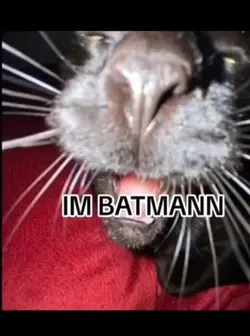 batcat meme