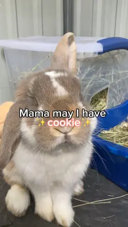 May I have ✨cookie✨