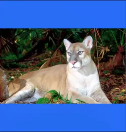 Florida Panther Day!