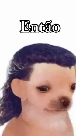 Cachorro,ai cachorro