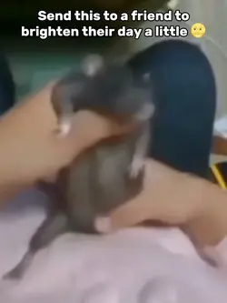 Rat Dancing Meme