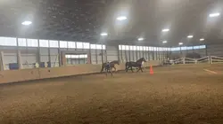 Sassy mare 