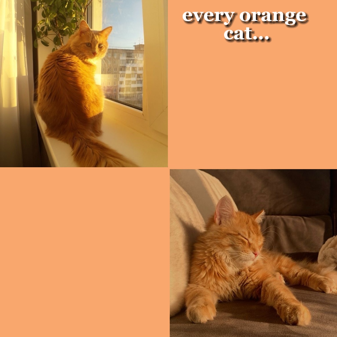 🧡cat + 🖤cat
