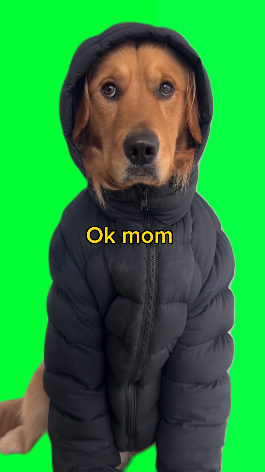 Hund Winter 