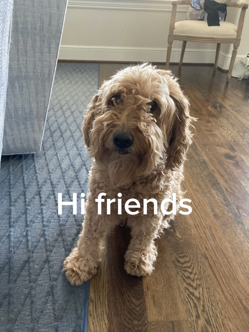 Dog template