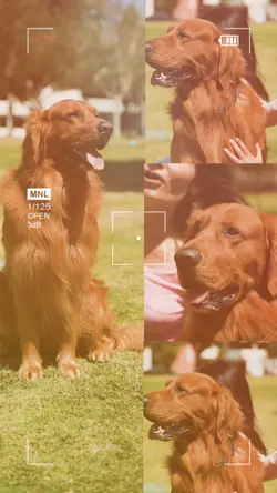 Passeio com dog ✈️