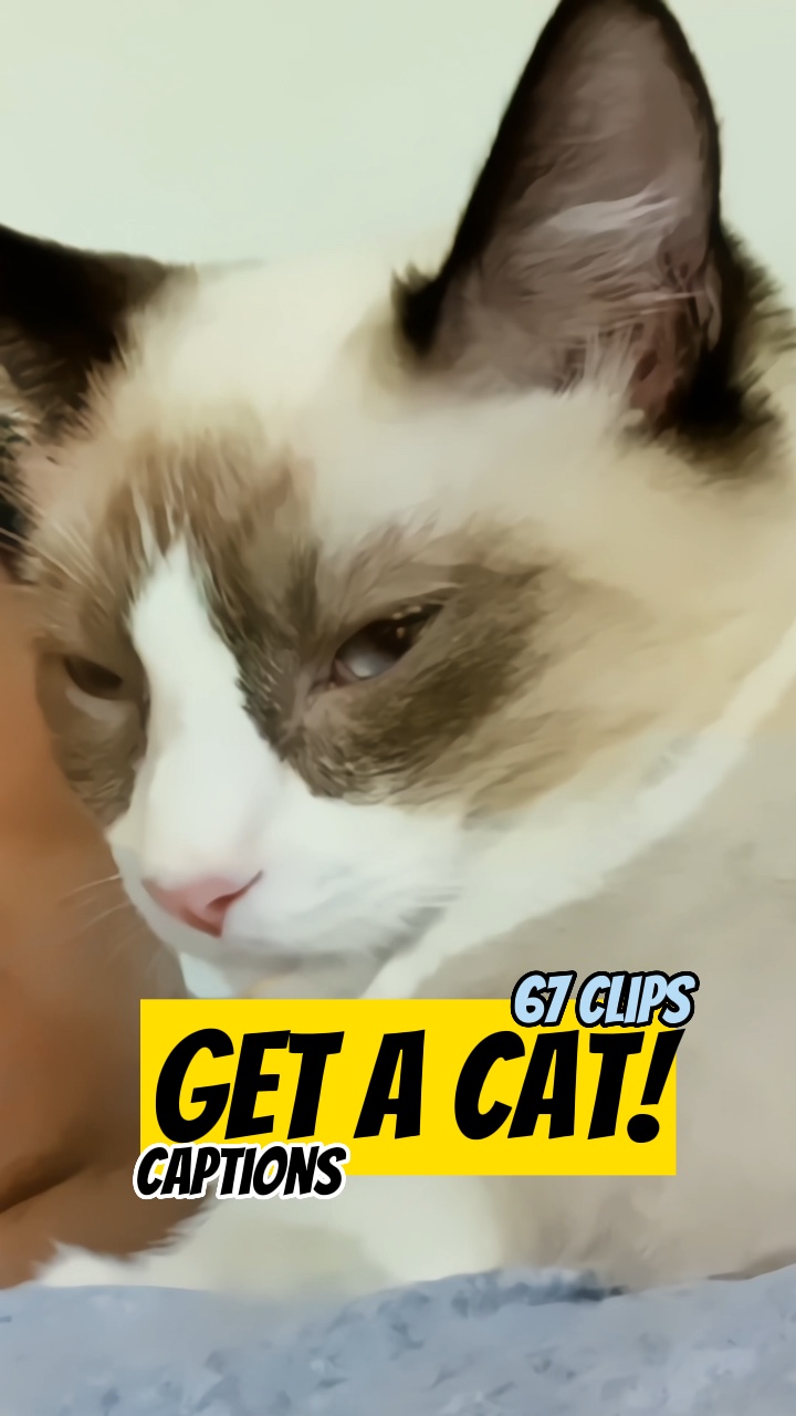 Prends un chat! 
