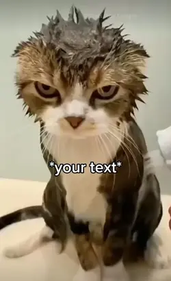 Angry cat 