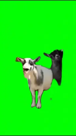 Laughing Goats