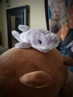 new shark plushie