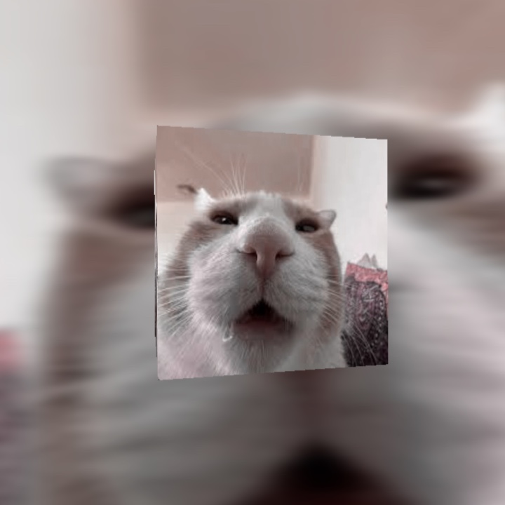 고양이 예 편집