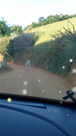 Brilho nevado 