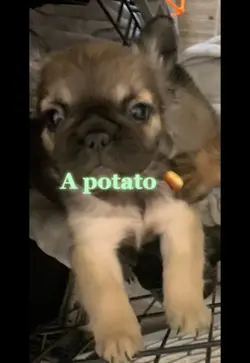 Potato 