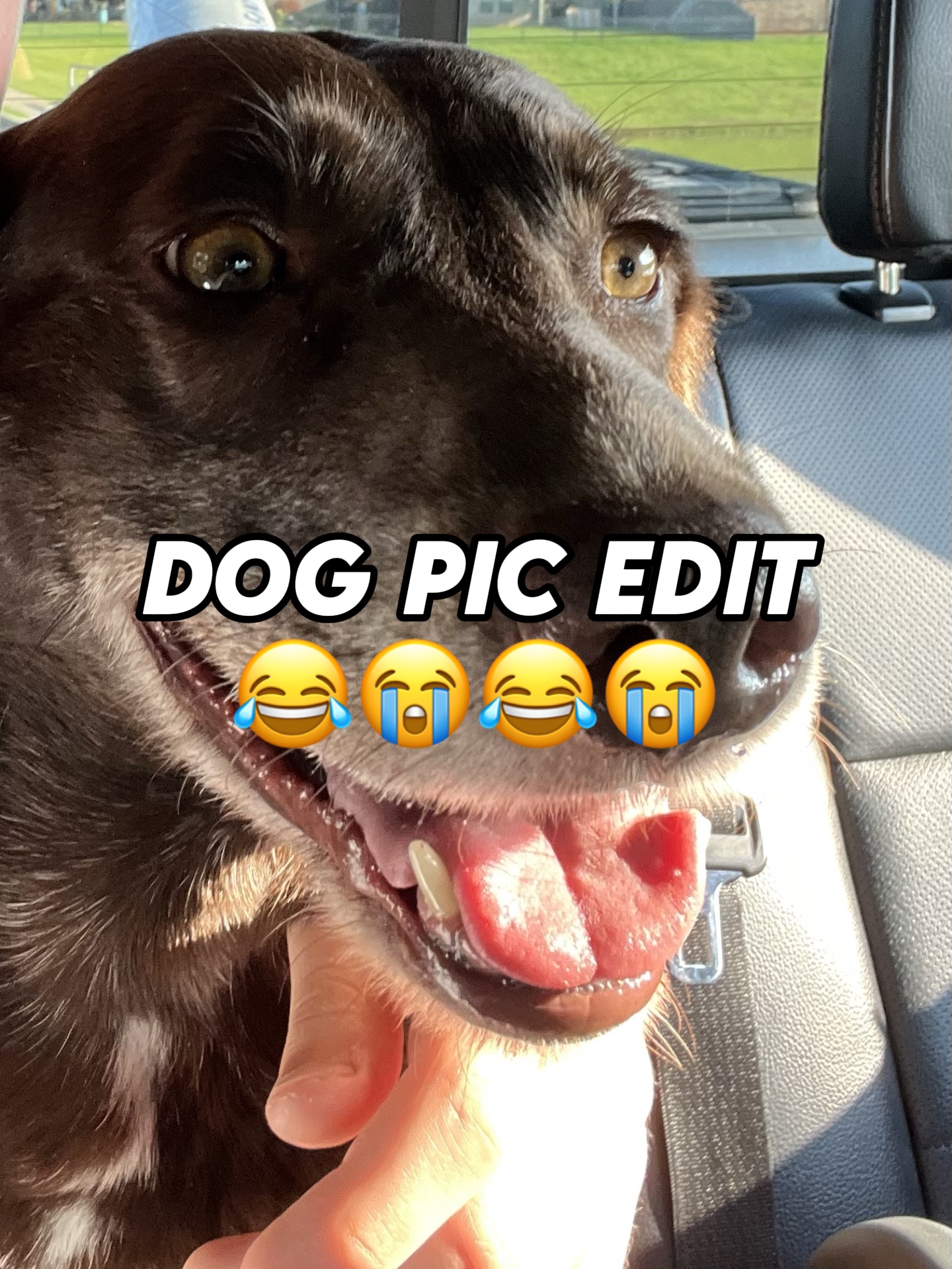 Funny dog pic edit