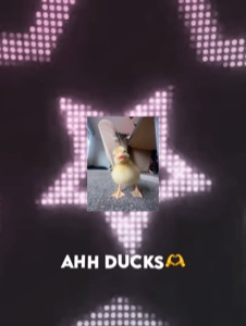 Editando patos😎