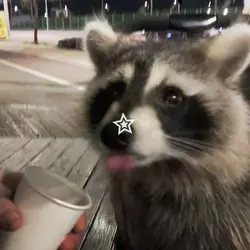 Raccoon core