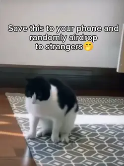 airdrop, cat meme