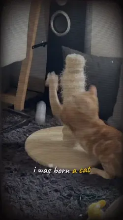 I was born a cat
