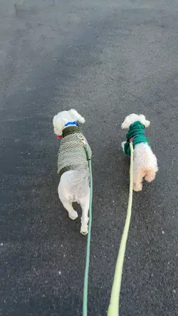 Chilly morning walk