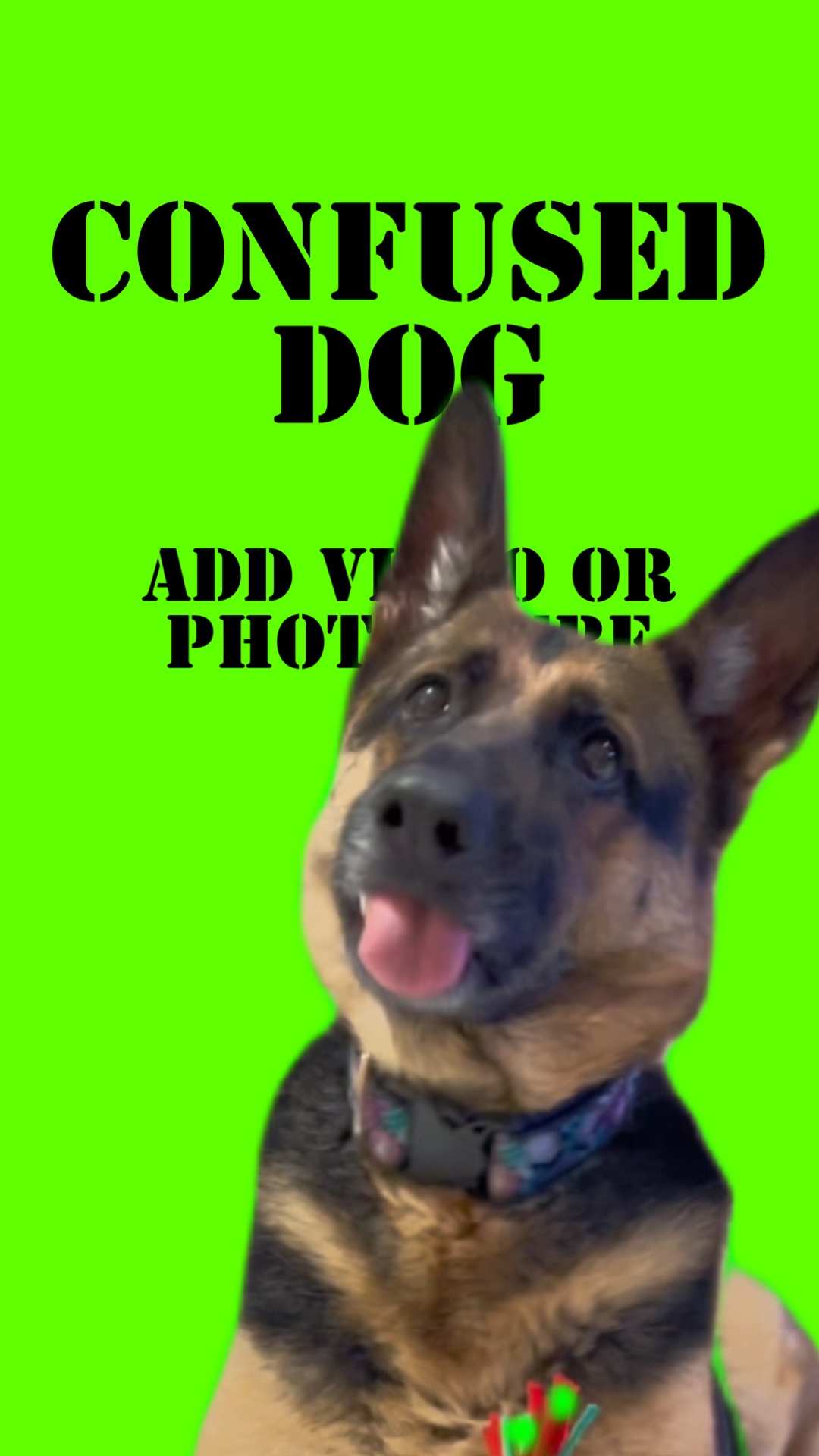 Cão AF confuso