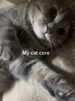 My cat core