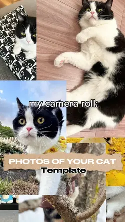 Photos of your cat