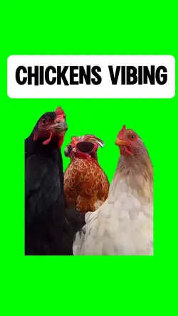 CHICKENS VIBIN