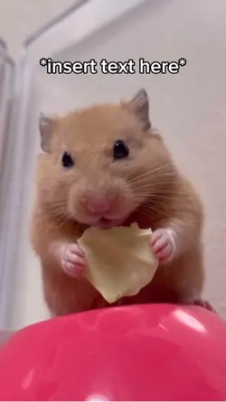 Hamster Eating 