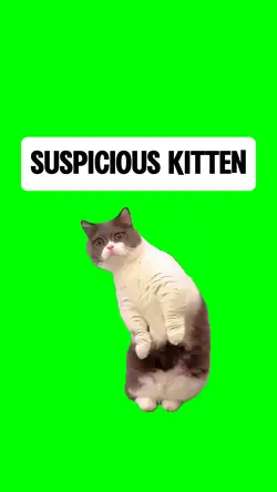 SUSPICIOUS KITTEN