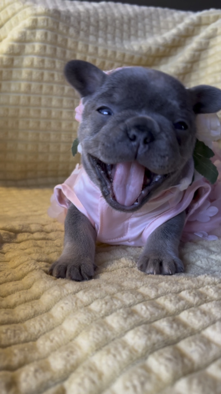 Französische Bulldogge 