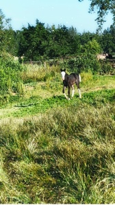 Slowmo horse