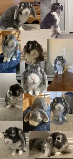 Your pet ❤️‍🩹