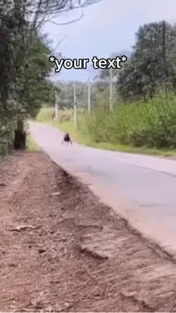 Speedy horse meme