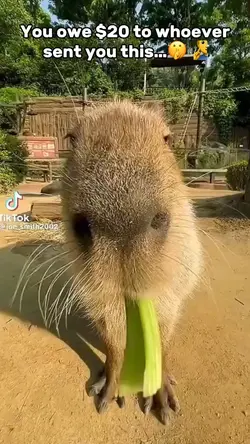 Capybara
