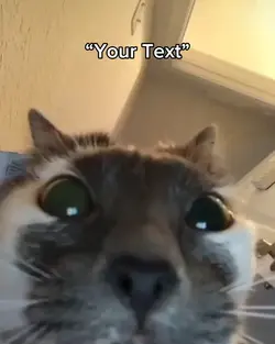 Cat FaceTime 🙀
