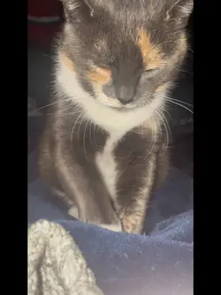 BISCUITS 