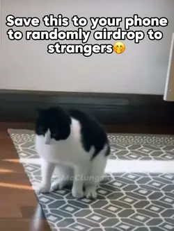 Cat Dance Meme