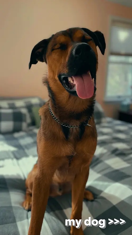 Volcado De Fotos De Perros 🥰